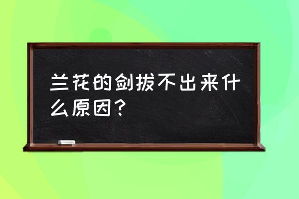 君子兰春化的温差越大越好吗 兰花的剑拔不出来什么原因？
