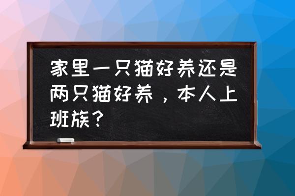 适合家庭养的猫排名 家里一只猫好养还是两只猫好养，本人上班族？