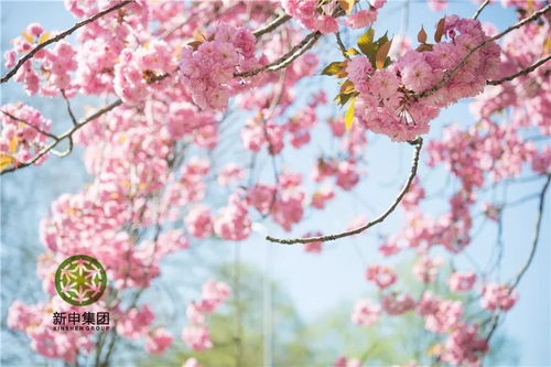 关于樱花的古诗