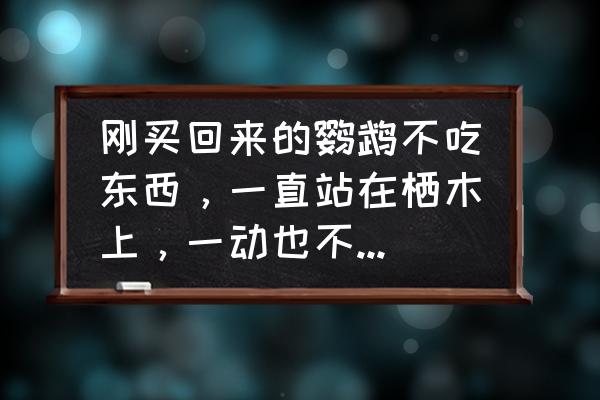雏鸟吃食正常就是没精神 刚买回来的鹦鹉不吃东西,一直站在栖木上,一动也不动。求助知情人士教教。(急)? 雏鸟吃食正常就是没精神 刚买回来的鹦鹉不吃东西,一直站在栖木上,一动也不动。求助知情人士教教。(急)?