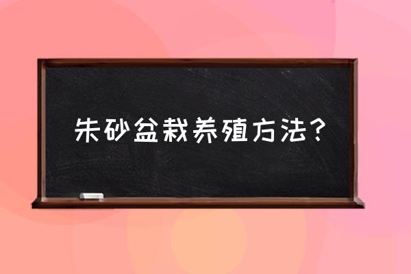 紫金牛怎样施肥 朱砂盆栽养殖方法？