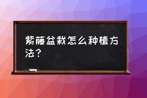 紫藤盆栽的养殖方法和注意事项 紫藤盆栽怎么种植方法? 紫藤盆栽的养殖方法和注意事项 紫藤盆栽怎么种植方法?