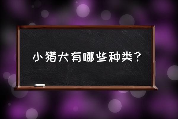 四国犬的优点和缺点 小猎犬有哪些种类? 四国犬的优点和缺点 小猎犬有哪些种类?
