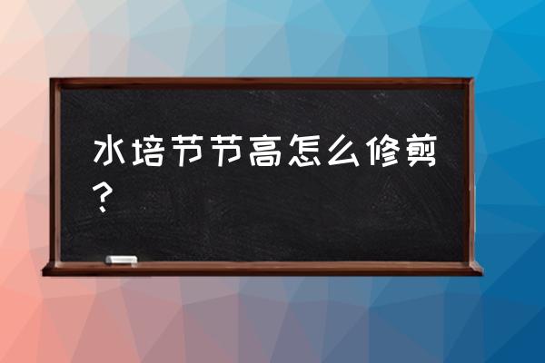 富贵竹做竹塔需要处理吗 水培节节高怎么修剪？