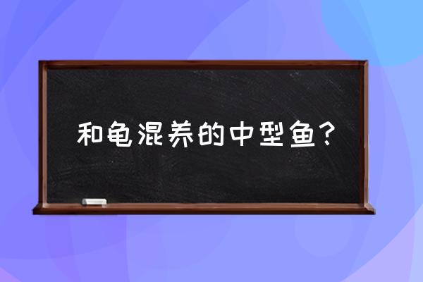 抓住锦鲤猫攻略 和龟混养的中型鱼？
