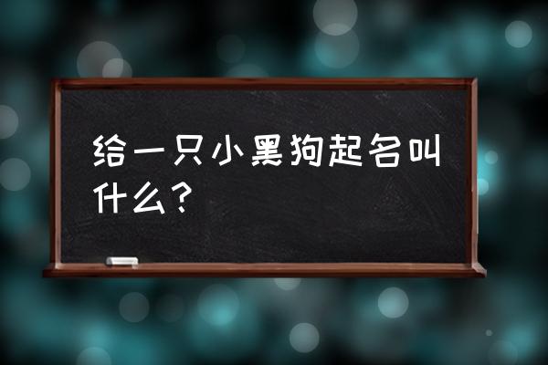 仔仔头发是什么颜色 给一只小黑狗起名叫什么? 仔仔头发是什么颜色 给一只小黑狗起名叫什么?