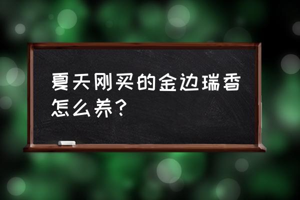 金边瑞香盆栽冬天可以换盆吗 夏天刚买的金边瑞香怎么养? 金边瑞香盆栽冬天可以换盆吗 夏天刚买的金边瑞香怎么养?