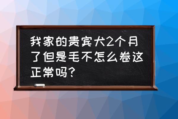 什么方法让贵宾犬毛发浓密 我家的贵宾犬2个月了但是毛不怎么卷这正常吗？