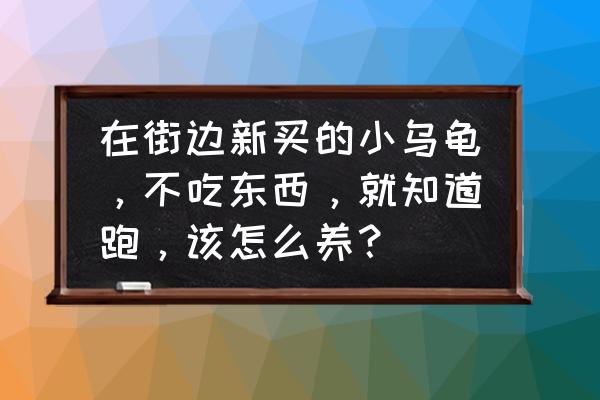 如何养乌龟初学者 在街边新买的小乌龟,不吃东西,就知道跑,该怎么养? 如何养乌龟初学者 在街边新买的小乌龟,不吃东西,就知道跑,该怎么养?