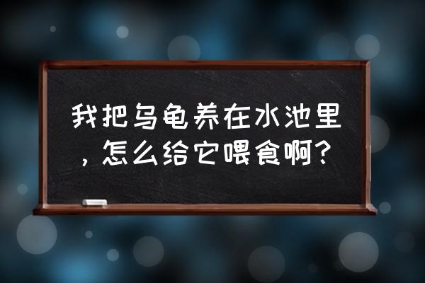 家庭水池养乌龟的正确方法 我把乌龟养在水池里，怎么给它喂食啊？