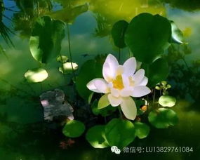 谪什么意思 谪词语解释