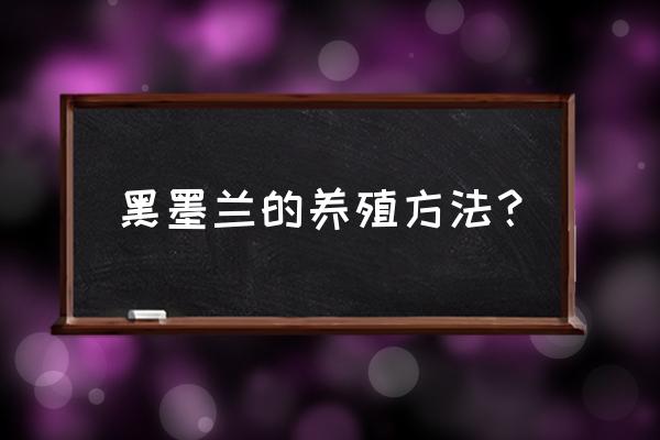墨兰的冬季养护方法 黑墨兰的养殖方法? 墨兰的冬季养护方法 黑墨兰的养殖方法?