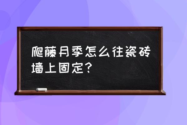 爬藤架用什么固定教程 爬藤月季怎么往瓷砖墙上固定？