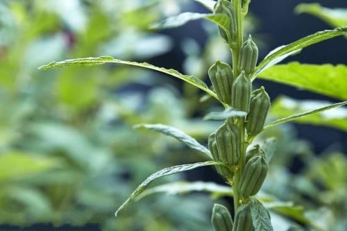 芝麻开花歇后语后半句是什么