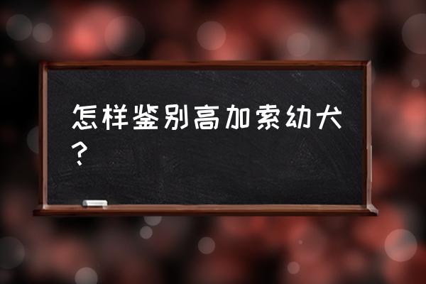 如何选购高加索犬 怎样鉴别高加索幼犬? 如何选购高加索犬 怎样鉴别高加索幼犬?