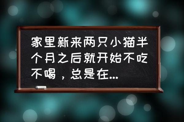 新换猫砂猫咪不用怎么办 家里新来两只小猫半个月之后就开始不吃不喝,总是在猫砂里刨却不上厕所,应该怎么办? 新换猫砂猫咪不用怎么办 家里新来两只小猫半个月之后就开始不吃不喝,总是在猫砂里刨却不上厕所,应该怎么办?