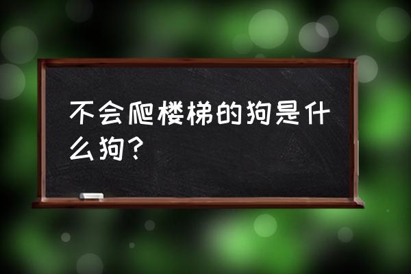 狗狗要怎么学会上楼梯 不会爬楼梯的狗是什么狗? 狗狗要怎么学会上楼梯 不会爬楼梯的狗是什么狗?
