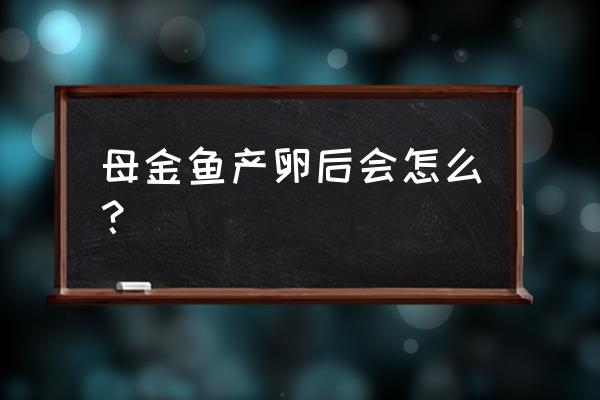 怎么辨别金鱼有孩子了 母金鱼产卵后会怎么？