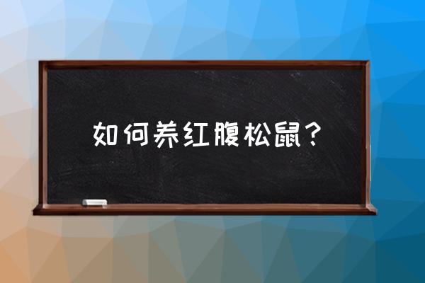 红腹松鼠如何养 如何养红腹松鼠? 红腹松鼠如何养 如何养红腹松鼠?
