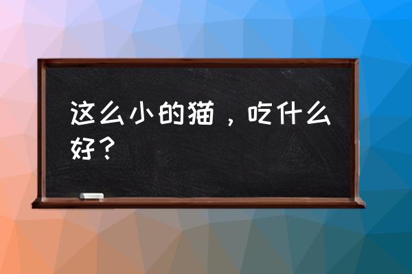 怎么画出一只可爱的小猫咪简单的 这么小的猫,吃什么好? 怎么画出一只可爱的小猫咪简单的 这么小的猫,吃什么好?