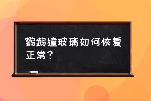 我的世界如何把鹦鹉放到玻璃里 鹦鹉撞玻璃如何恢复正常？