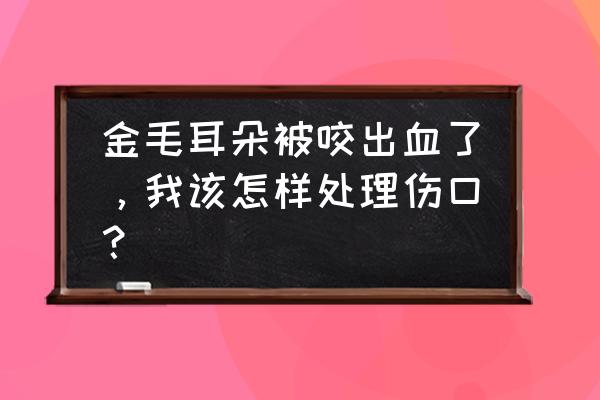 金毛身上有红疙瘩结痂怎么办 金毛耳朵被咬出血了,我该怎样处理伤口? 金毛身上有红疙瘩结痂怎么办 金毛耳朵被咬出血了,我该怎样处理伤口?