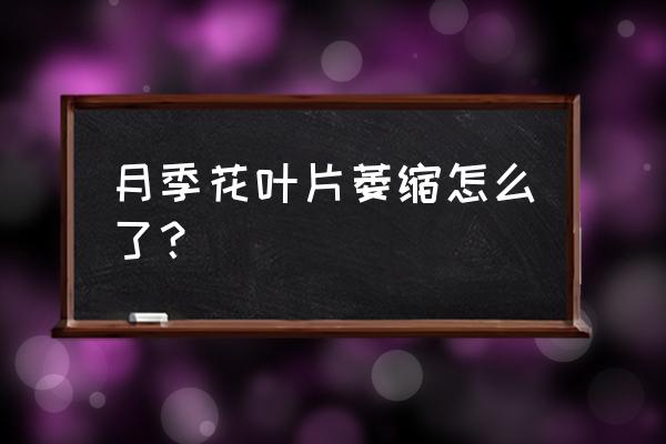 月季抽笋新芽萎缩卷曲要剪掉吗 月季花叶片萎缩怎么了？