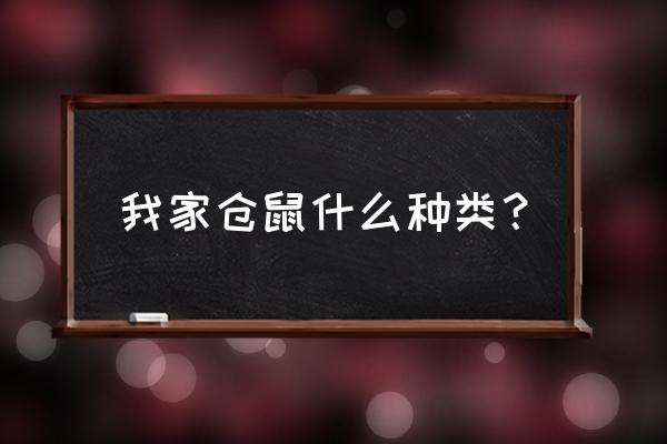 纸箱子自制滚球游戏 我家仓鼠什么种类? 纸箱子自制滚球游戏 我家仓鼠什么种类?