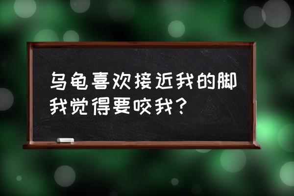 怎么让乌龟变得更亲近 乌龟喜欢接近我的脚我觉得要咬我? 怎么让乌龟变得更亲近 乌龟喜欢接近我的脚我觉得要咬我?