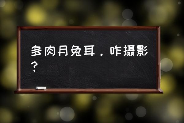 多肉熊掌怎么养成老桩 多肉月兔耳。咋摄影？