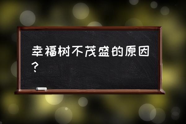 幸福树大的好养还是小的好养 幸福树不茂盛的原因? 幸福树大的好养还是小的好养 幸福树不茂盛的原因?