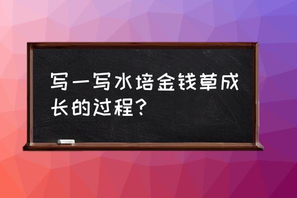 水培金钱草叶子发黄的解决妙招 写一写水培金钱草成长的过程? 水培金钱草叶子发黄的解决妙招 写一写水培金钱草成长的过程?