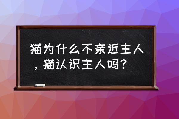 怎么驯养猫咪认识自己 猫为什么不亲近主人，猫认识主人吗？