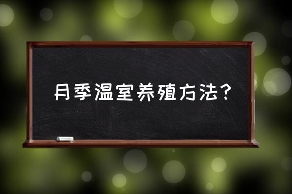 冬天月季花的种植方法和注意事项 月季温室养殖方法？