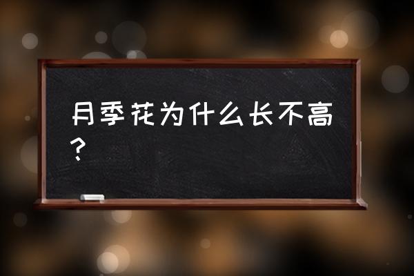 月季一枝笋长高怎么处理 月季花为什么长不高? 月季一枝笋长高怎么处理 月季花为什么长不高?