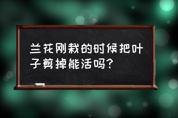兰花怎样修剪才能开花 兰花刚栽的时候把叶子剪掉能活吗？