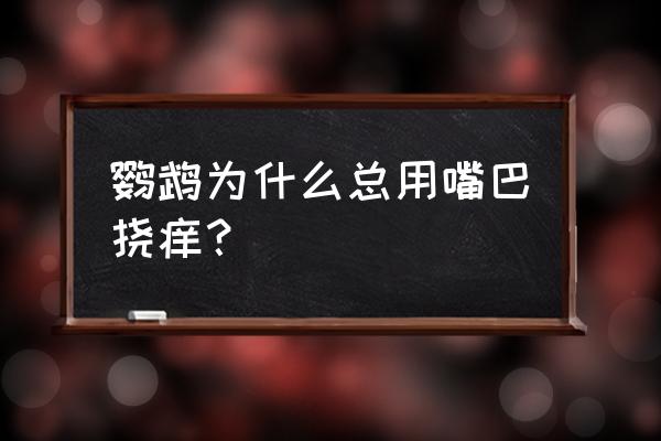 鹦鹉用嘴咬你手是什么意思 鹦鹉为什么总用嘴巴挠痒？