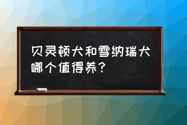 四大适合懒人养的小型犬 贝灵顿犬和雪纳瑞犬哪个值得养? 四大适合懒人养的小型犬 贝灵顿犬和雪纳瑞犬哪个值得养?