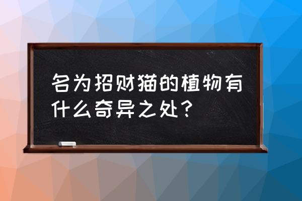 家中招财植物有哪些 名为招财猫的植物有什么奇异之处? 家中招财植物有哪些 名为招财猫的植物有什么奇异之处?