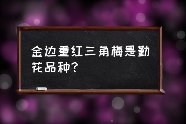 中国红三角梅一年开几次花 金边重红三角梅是勤花品种? 中国红三角梅一年开几次花 金边重红三角梅是勤花品种?