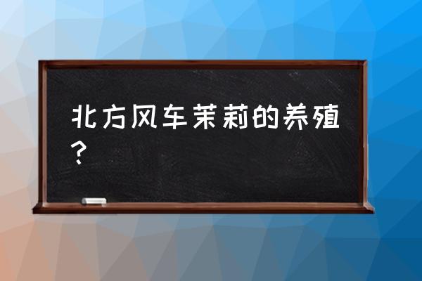 风车茉莉北方户外过冬怎么做保护 北方风车茉莉的养殖？