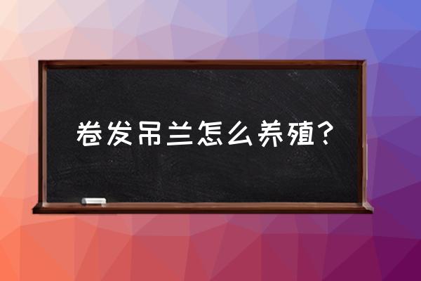 六种吊兰养护诀窍 卷发吊兰怎么养殖? 六种吊兰养护诀窍 卷发吊兰怎么养殖?