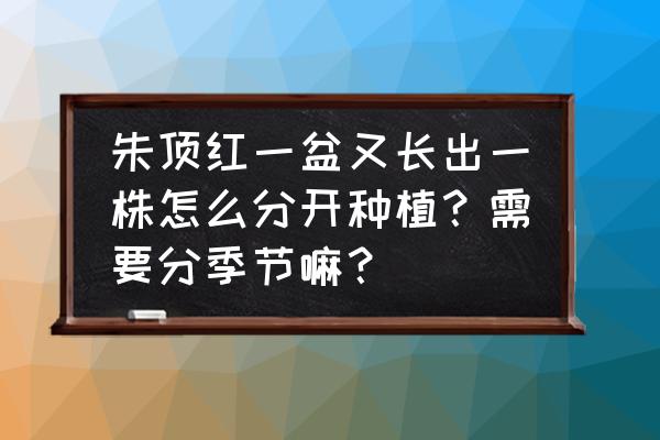 君子兰长歪严重怎么扶正 朱顶红一盆又长出一株怎么分开种植？需要分季节嘛？