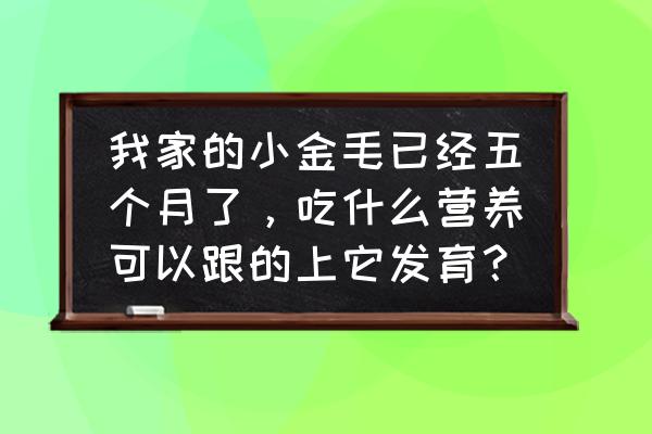 金毛两个月偏瘦怎么办 我家的小金毛已经五个月了，吃什么营养可以跟的上它发育？
