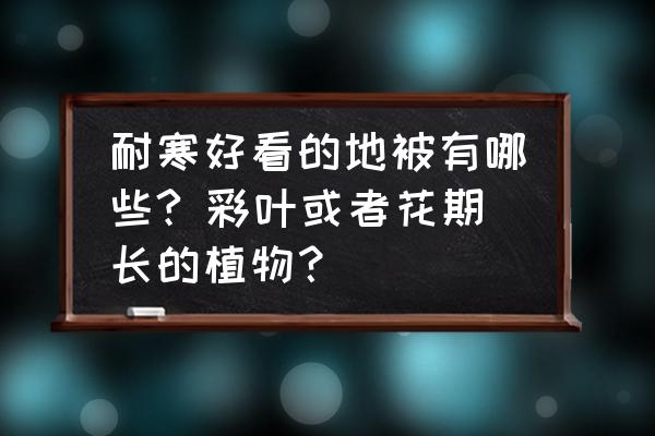 耐寒耐冻的室内大型绿植 耐寒好看的地被有哪些? 彩叶或者花期长的植物? 耐寒耐冻的室内大型绿植 耐寒好看的地被有哪些? 彩叶或者花期长的植物?