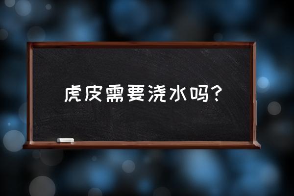 白玉虎皮兰浇水有技巧 虎皮需要浇水吗? 白玉虎皮兰浇水有技巧 虎皮需要浇水吗?