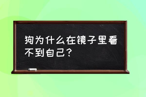 家里小猫小狗能辨认镜子里自己吗 狗为什么在镜子里看不到自己? 家里小猫小狗能辨认镜子里自己吗 狗为什么在镜子里看不到自己?