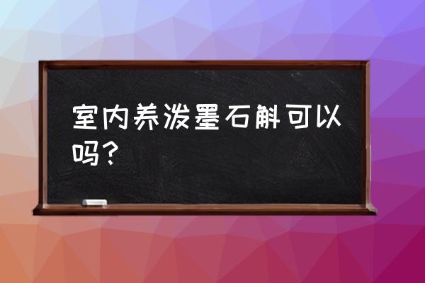 铁皮石斛可以种室内吗 室内养泼墨石斛可以吗？