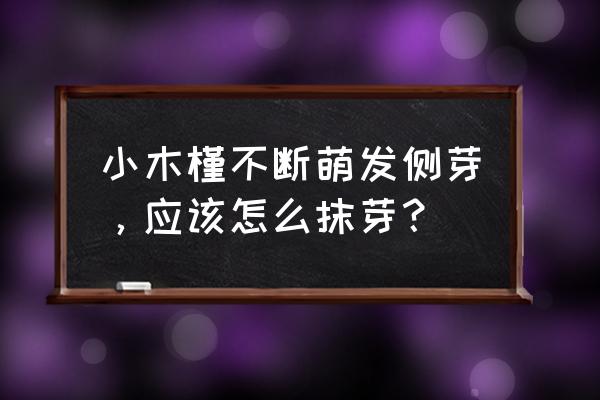 迷你小花球 小木槿不断萌发侧芽，应该怎么抹芽？