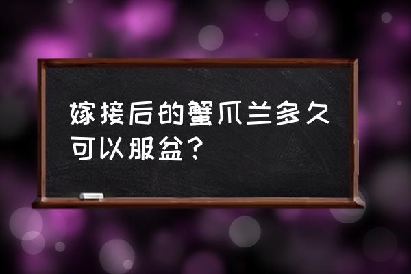 叶仙嫁接的蟹爪兰冬季要怎样养护 嫁接后的蟹爪兰多久可以服盆? 叶仙嫁接的蟹爪兰冬季要怎样养护 嫁接后的蟹爪兰多久可以服盆?